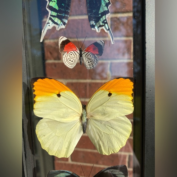 5 Butterflies Wall Hanging - Picture 6 of 10